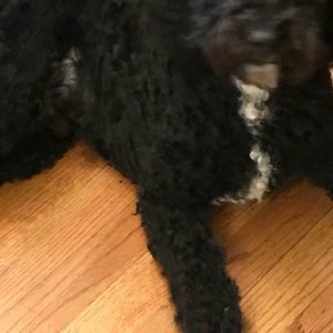 Meet your Posher, Harrison